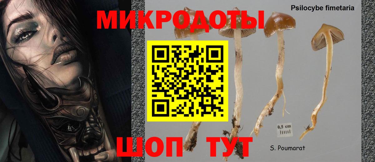 купить наркоту  Галлюциногенные грибы Psilocybe  Вход с VPN  Карасук 